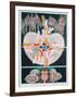 Eve Series #7-Anton Cetin-Framed Collectable Print