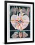 Eve Series #7-Anton Cetin-Framed Collectable Print