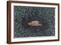 Brown Frame