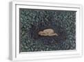 White Frame