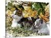 Even Kittens Gossip-Dorothy Berry-Lound-Stretched Canvas