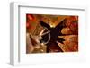 Evening at Rockefeller Center-null-Framed Art Print