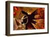 Evening at Rockefeller Center-null-Framed Art Print