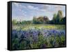 Evening at the Iris Field-Timothy Easton-Framed Stretched Canvas