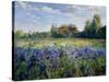 Evening at the Iris Field-Timothy Easton-Stretched Canvas