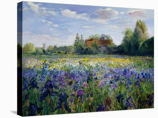 Evening at the Iris Field-Timothy Easton-Stretched Canvas