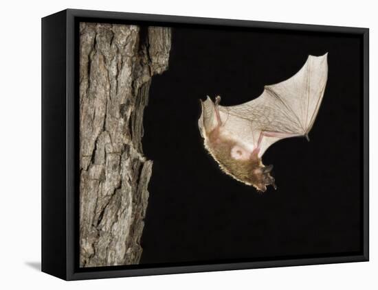 Evening Bat Flying at Night from Nest Hole in Tree, Rio Grande Valley, Texas, USA-Rolf Nussbaumer-Framed Stretched Canvas