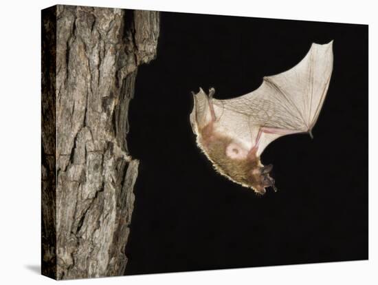 Evening Bat Flying at Night from Nest Hole in Tree, Rio Grande Valley, Texas, USA-Rolf Nussbaumer-Stretched Canvas