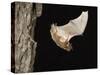 Evening Bat Flying at Night from Nest Hole in Tree, Rio Grande Valley, Texas, USA-Rolf Nussbaumer-Stretched Canvas