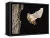 Evening Bat Flying at Night from Nest Hole in Tree, Rio Grande Valley, Texas, USA-Rolf Nussbaumer-Framed Stretched Canvas