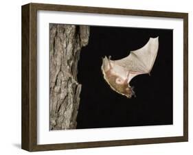 Evening Bat Flying at Night from Nest Hole in Tree, Rio Grande Valley, Texas, USA-Rolf Nussbaumer-Framed Photographic Print