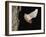 Evening Bat Flying at Night from Nest Hole in Tree, Rio Grande Valley, Texas, USA-Rolf Nussbaumer-Framed Photographic Print