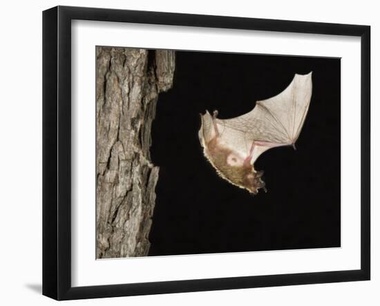 Evening Bat Flying at Night from Nest Hole in Tree, Rio Grande Valley, Texas, USA-Rolf Nussbaumer-Framed Photographic Print