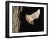 Evening Bat Flying at Night from Nest Hole in Tree, Rio Grande Valley, Texas, USA-Rolf Nussbaumer-Framed Photographic Print