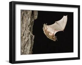 Evening Bat Flying at Night from Nest Hole in Tree, Rio Grande Valley, Texas, USA-Rolf Nussbaumer-Framed Photographic Print