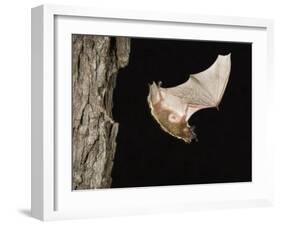 Evening Bat Flying at Night from Nest Hole in Tree, Rio Grande Valley, Texas, USA-Rolf Nussbaumer-Framed Photographic Print