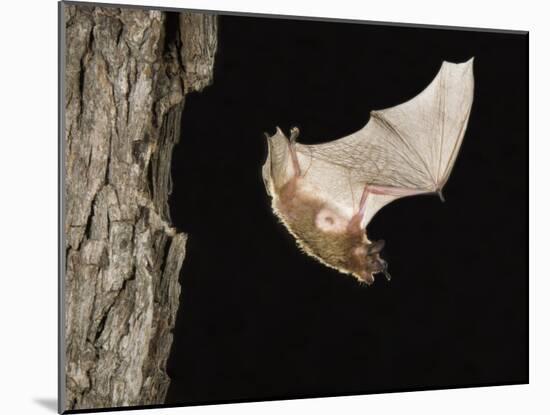 Evening Bat Flying at Night from Nest Hole in Tree, Rio Grande Valley, Texas, USA-Rolf Nussbaumer-Mounted Photographic Print