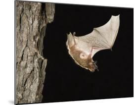Evening Bat Flying at Night from Nest Hole in Tree, Rio Grande Valley, Texas, USA-Rolf Nussbaumer-Mounted Photographic Print