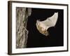 Evening Bat Flying at Night from Nest Hole in Tree, Rio Grande Valley, Texas, USA-Rolf Nussbaumer-Framed Photographic Print