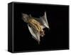 Evening Bat Flying at Night, Rio Grande Valley, Texas, USA-Rolf Nussbaumer-Framed Stretched Canvas