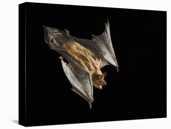 Evening Bat Flying at Night, Rio Grande Valley, Texas, USA-Rolf Nussbaumer-Stretched Canvas