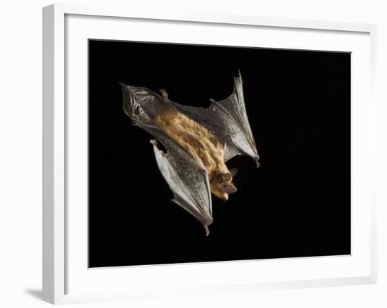 Evening Bat Flying at Night, Rio Grande Valley, Texas, USA-Rolf Nussbaumer-Framed Photographic Print