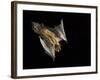 Evening Bat Flying at Night, Rio Grande Valley, Texas, USA-Rolf Nussbaumer-Framed Photographic Print