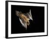 Evening Bat Flying at Night, Rio Grande Valley, Texas, USA-Rolf Nussbaumer-Framed Photographic Print