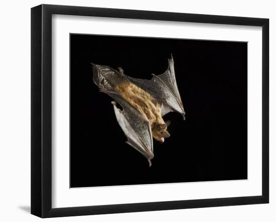 Evening Bat Flying at Night, Rio Grande Valley, Texas, USA-Rolf Nussbaumer-Framed Photographic Print