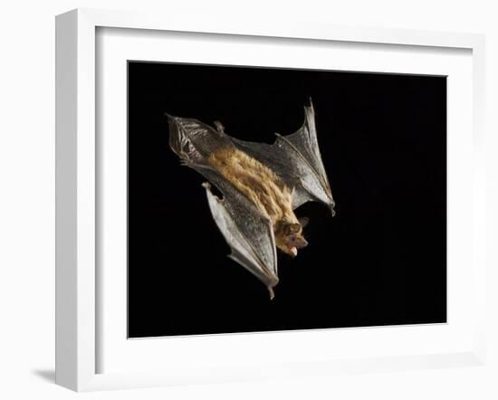 Evening Bat Flying at Night, Rio Grande Valley, Texas, USA-Rolf Nussbaumer-Framed Photographic Print