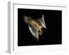 Evening Bat Flying at Night, Rio Grande Valley, Texas, USA-Rolf Nussbaumer-Framed Photographic Print