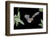 Evening Bat (Nycticeius Humeralis) in Flight with Mouth Open, North Florida, USA-Barry Mansell-Framed Photographic Print