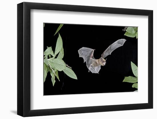 Evening Bat (Nycticeius Humeralis) in Flight with Mouth Open, North Florida, USA-Barry Mansell-Framed Photographic Print