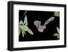 Evening Bat (Nycticeius Humeralis) in Flight with Mouth Open, North Florida, USA-Barry Mansell-Framed Photographic Print