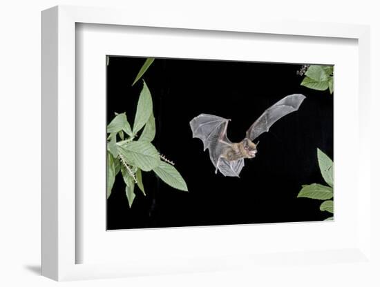 Evening Bat (Nycticeius Humeralis) in Flight with Mouth Open, North Florida, USA-Barry Mansell-Framed Photographic Print