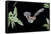 Evening Bat (Nycticeius Humeralis) in Flight with Mouth Open, North Florida, USA-Barry Mansell-Framed Stretched Canvas