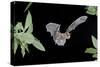Evening Bat (Nycticeius Humeralis) in Flight with Mouth Open, North Florida, USA-Barry Mansell-Stretched Canvas