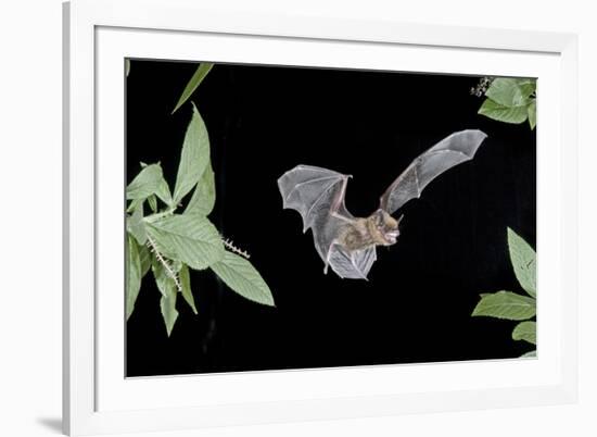 Evening Bat (Nycticeius Humeralis) in Flight with Mouth Open, North Florida, USA-Barry Mansell-Framed Photographic Print