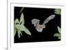 Evening Bat (Nycticeius Humeralis) in Flight with Mouth Open, North Florida, USA-Barry Mansell-Framed Photographic Print