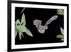 Evening Bat (Nycticeius Humeralis) in Flight with Mouth Open, North Florida, USA-Barry Mansell-Framed Photographic Print