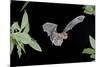 Evening Bat (Nycticeius Humeralis) in Flight with Mouth Open, North Florida, USA-Barry Mansell-Mounted Photographic Print