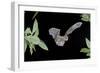 Evening Bat (Nycticeius Humeralis) in Flight with Mouth Open, North Florida, USA-Barry Mansell-Framed Photographic Print