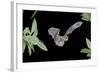 Evening Bat (Nycticeius Humeralis) in Flight with Mouth Open, North Florida, USA-Barry Mansell-Framed Photographic Print