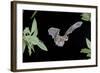 Evening Bat (Nycticeius Humeralis) in Flight with Mouth Open, North Florida, USA-Barry Mansell-Framed Photographic Print