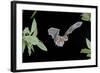 Evening Bat (Nycticeius Humeralis) in Flight with Mouth Open, North Florida, USA-Barry Mansell-Framed Photographic Print