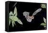 Evening Bat (Nycticeius Humeralis) in Flight with Mouth Open, North Florida, USA-Barry Mansell-Framed Stretched Canvas