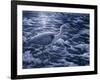 Evening Blues-Jeff Tift-Framed Giclee Print