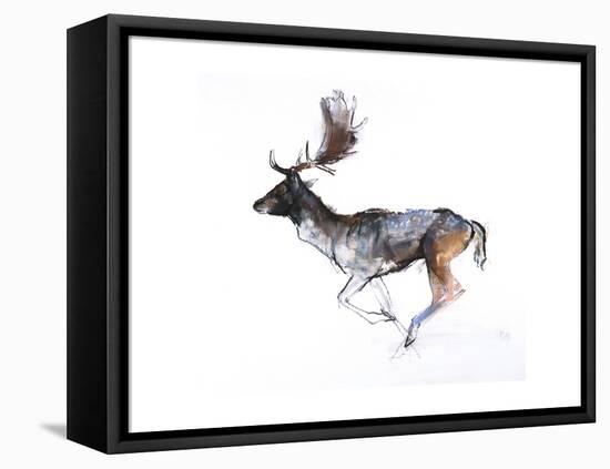 Evening Buck (Fallow Deer), 2007-Mark Adlington-Framed Stretched Canvas