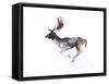 Evening Buck (Fallow Deer), 2007-Mark Adlington-Framed Stretched Canvas