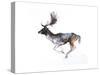 Evening Buck (Fallow Deer), 2007-Mark Adlington-Stretched Canvas